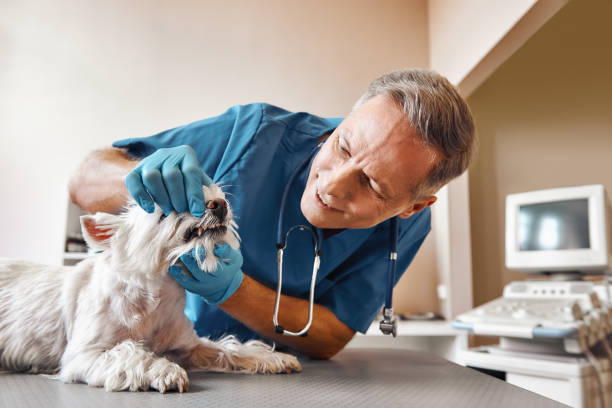 Best Emergency Care for Gum Disease in Eureka, MT